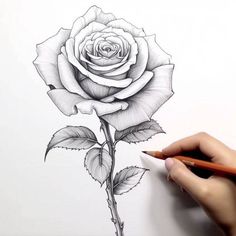 someone is drawing a rose with pencils