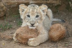 a young lion cub playing with a ball of yarn