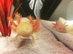 two yellow and white animals in an aquarium with red corals on the bottom side