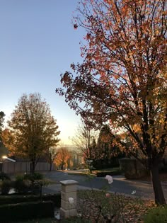 a tree with orange leaves in front of a street and houses on the other side