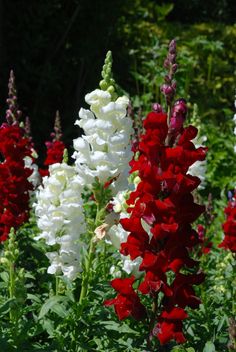 white and red flowers in a garden