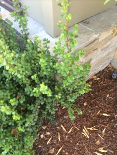 there is a blue fire hydrant in the middle of some mulch and grass