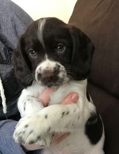 a black and white puppy is sitting on someone's lap with his paws crossed