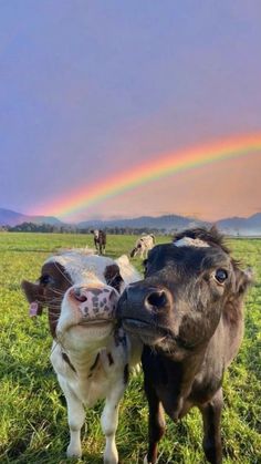 two cows standing next to each other in a field with a rainbow in the background