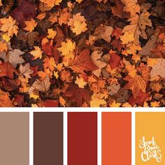 an image of autumn leaves on the ground with color swatches to match it's palette