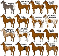 the different types of horses are shown in this diagram, and each horse has their own name