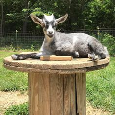 a goat that is laying down on top of a wooden table in the grass with trees in the background