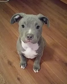 a gray and white pitbull puppy sitting on the floor looking at the camera