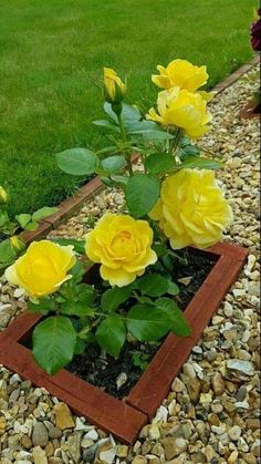 yellow roses are growing in a wooden planter on the graveled area next to some grass