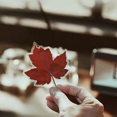 a person holding a red leaf in their hand