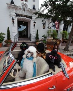 three poodles are sitting in the driver's seat of an old red car