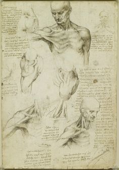 an old drawing shows the muscles and head