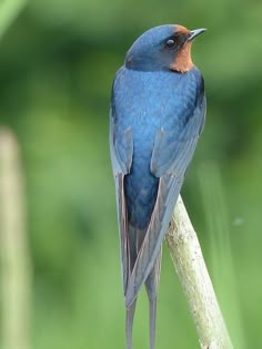 a blue bird sitting on top of a tree branch with its beak open and head turned to the side