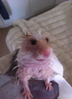 a small rodent sitting on top of a person's leg