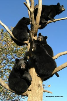 four black bears are sitting in a tree