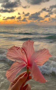 C’est Chic Boutique in Porto 💕 Pink Sand Beach Hawaii, Flowers On Beach, Hawaiian Aesthetic, Hawaii Wallpaper, Beach Hawaii, Pretty Landscapes, Summer Wallpaper, Black Sand, Summer Pictures