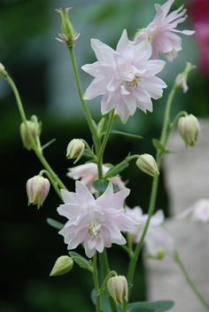 pink flowers are blooming in the garden