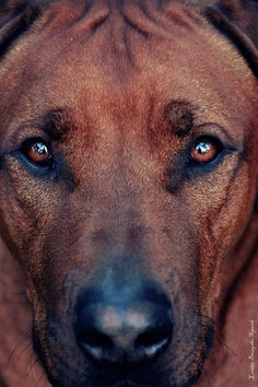 a brown dog has blue eyes and is looking at the camera with an intense look on his face