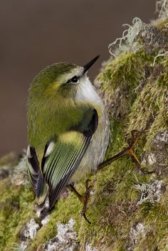 a small bird sitting on top of a moss covered tree