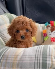 a small brown dog sitting on top of a pillow