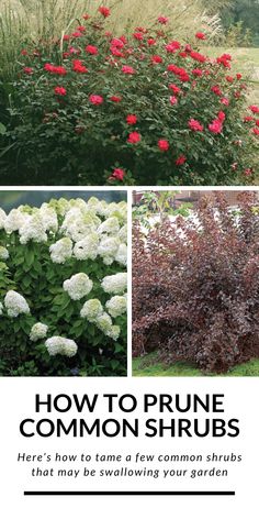 how to prune common shrubs in the garden, including red and white flowers with text overlay