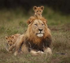 two lions laying on top of each other in the grass