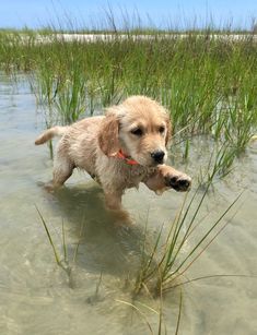 a wet dog standing in the water with his paw up to its mouth and looking at the camera