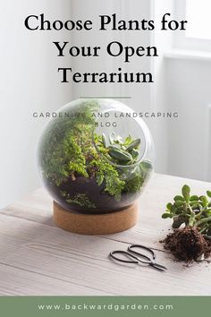 a terrarium with plants in it and scissors on the table