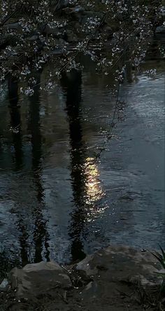 the full moon is reflected in the water near some rocks and trees with white flowers