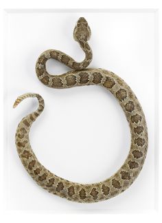 a brown and white snake on a white background