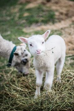 two baby lambs standing next to each other in the grass and straw covered ground