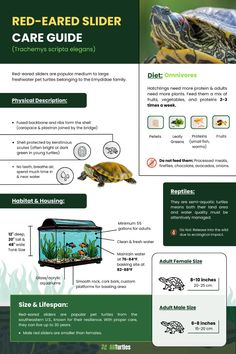 the red - eared slider care guide is shown in this graphic above it's description