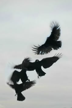 two black birds are flying in the sky