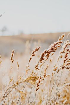 the tall grass is blowing in the wind