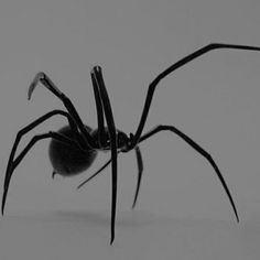 a black widow spider with long legs and large claws on it's back, in front of a gray background