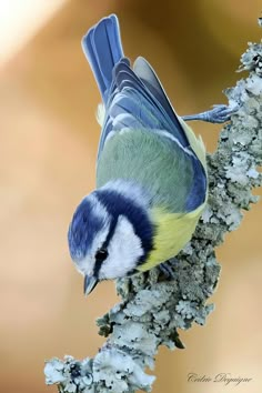 a blue and yellow bird sitting on top of a tree branch with licheny