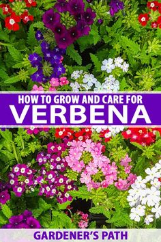 colorful flowers with the words how to grow and care for verbbena on it