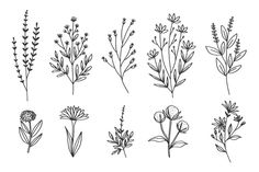 the different types of flowers and plants that are drawn in ink on white paper, each with