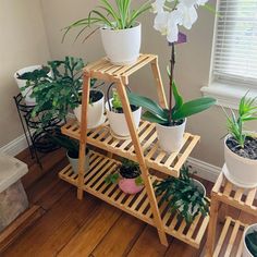 several potted plants are arranged on a wooden shelf in the corner of a room