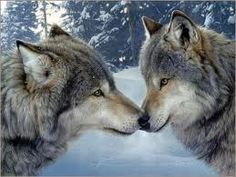 two gray wolfs are facing each other in the snow