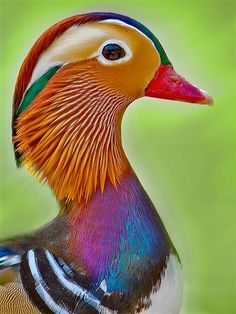 a close up of a colorful bird on a green background