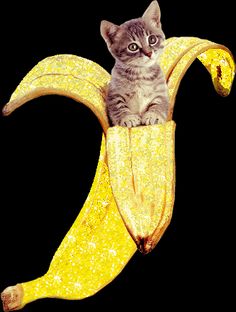 a cat is sitting on top of a banana