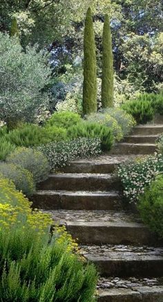 the steps are lined with plants and trees