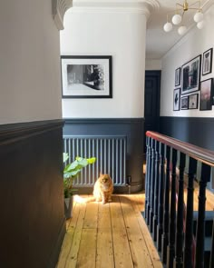 an orange cat sitting on the floor next to a stair case