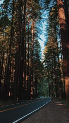 an empty road surrounded by tall trees