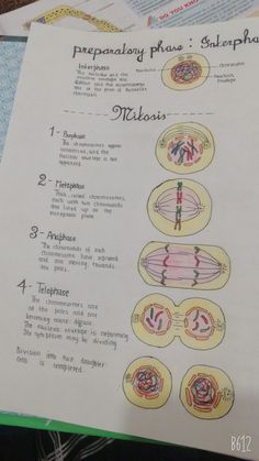 an open book with diagrams on the topic of nephrolal and metaphania