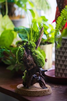 a small tree stump with moss growing out of it's trunk on top of a table