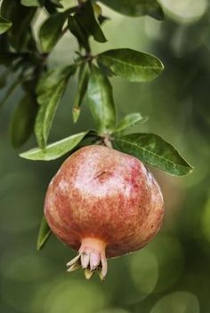 a pomegranate hanging from a tree branch