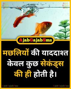 an image of two goldfishs in water with the caption'i am maddia