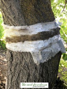 a tree that has been grafted and stripped from the bark